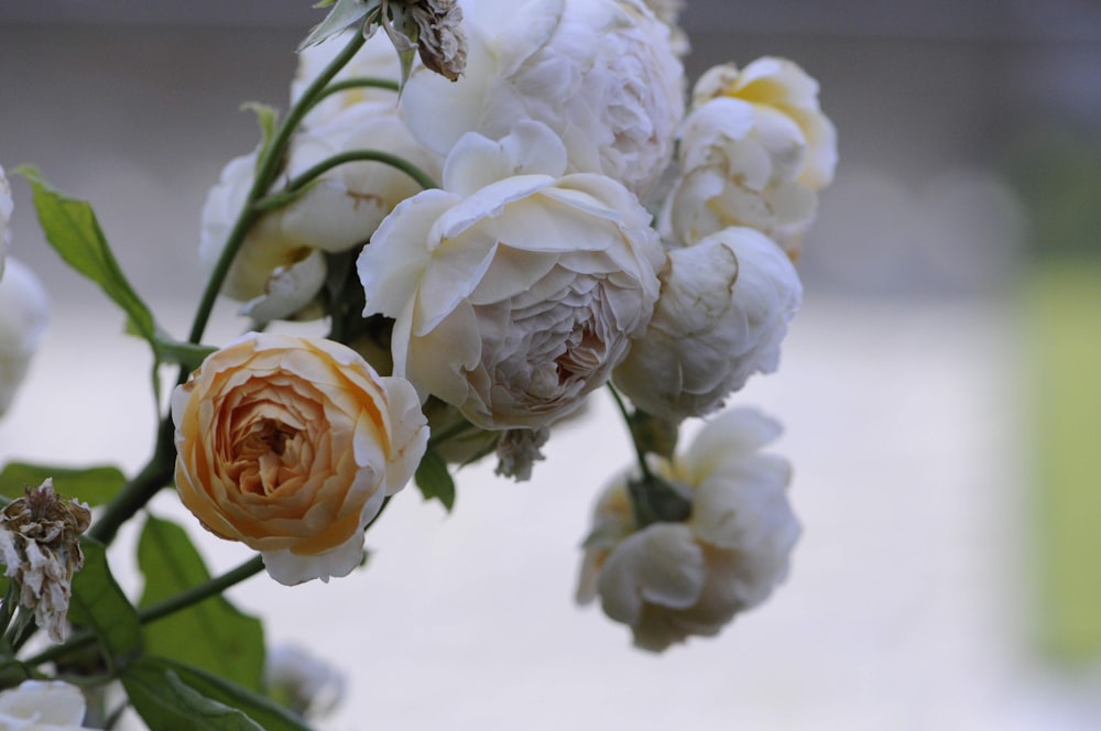 bunch of white and yellow roses