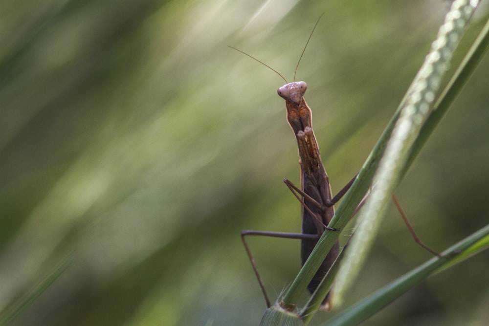 brown praying mantis