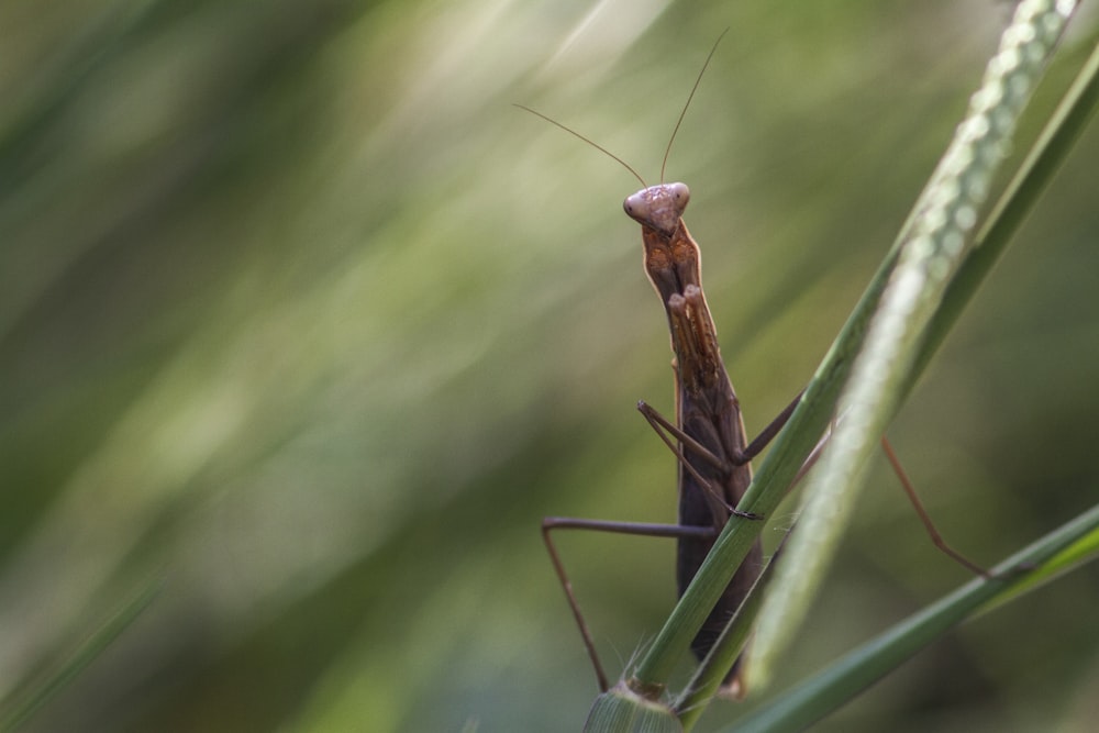 Mantis religiosa marrón