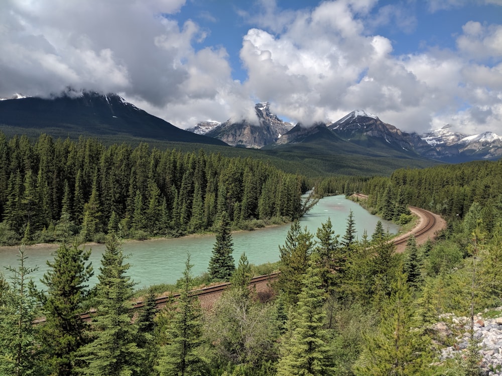 rivière entre les pins