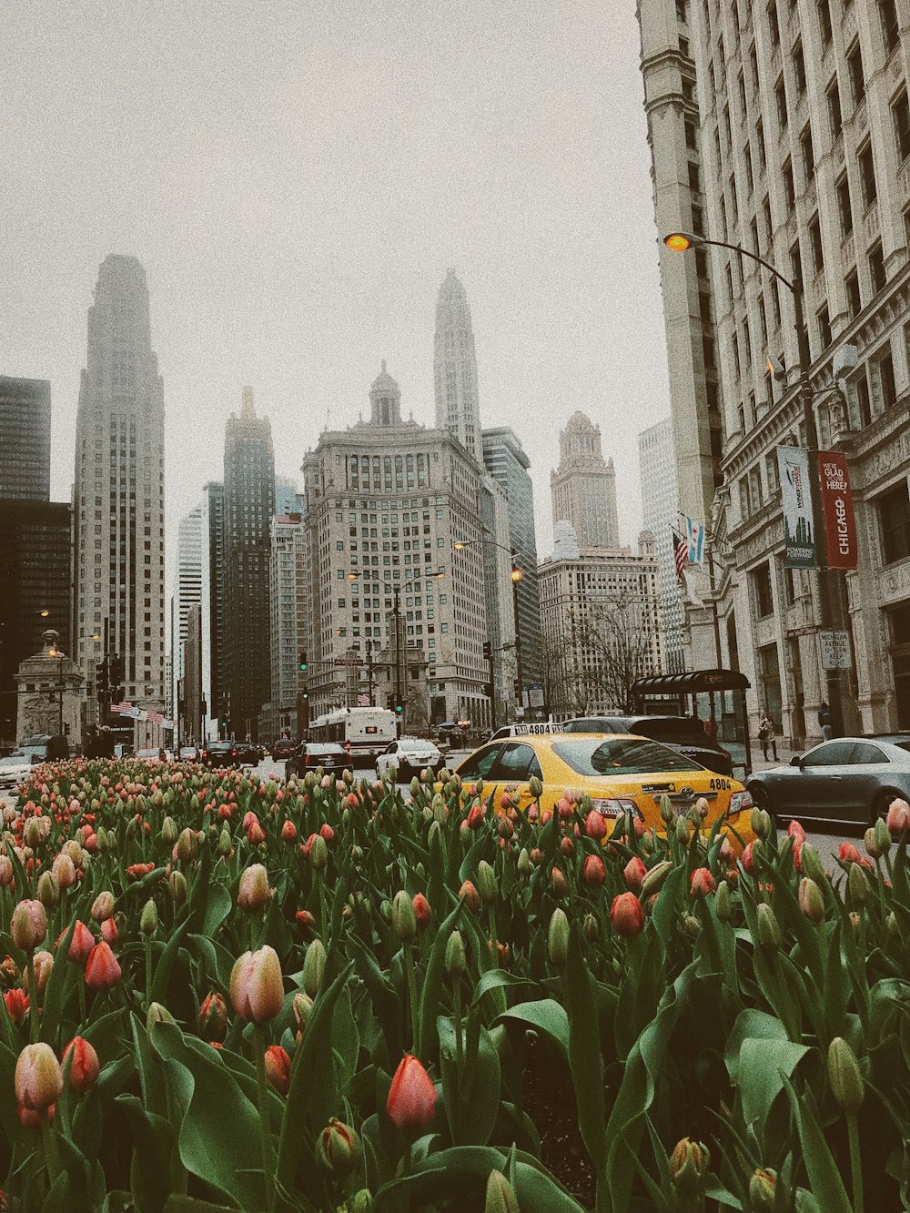 tulip fields by building under gray skies