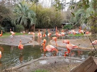 flamingo birds surrounding a pond