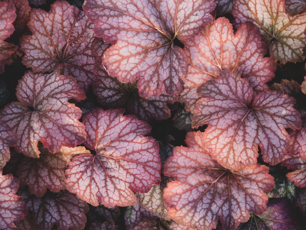 white-leafed plant