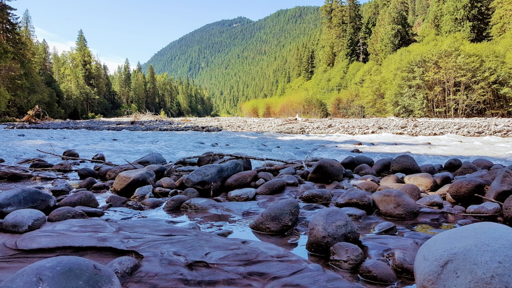gray rocks on river surrounded with tall and green trees viewing mountain under blue and white sky during daytime