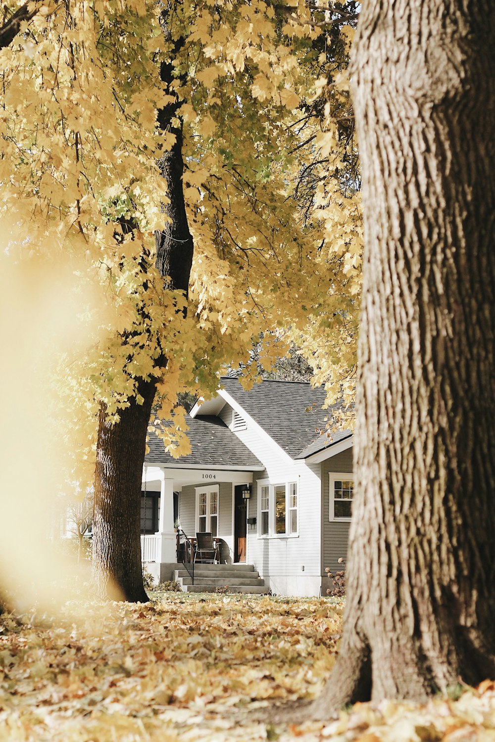 white and gray wooden houses surrounded with tall and yellow trees