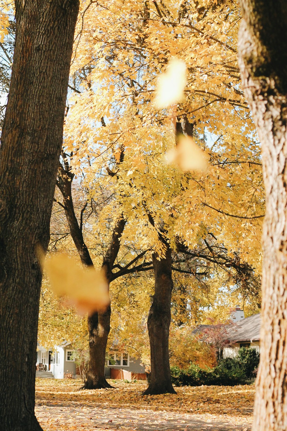 a couple of trees that are next to each other