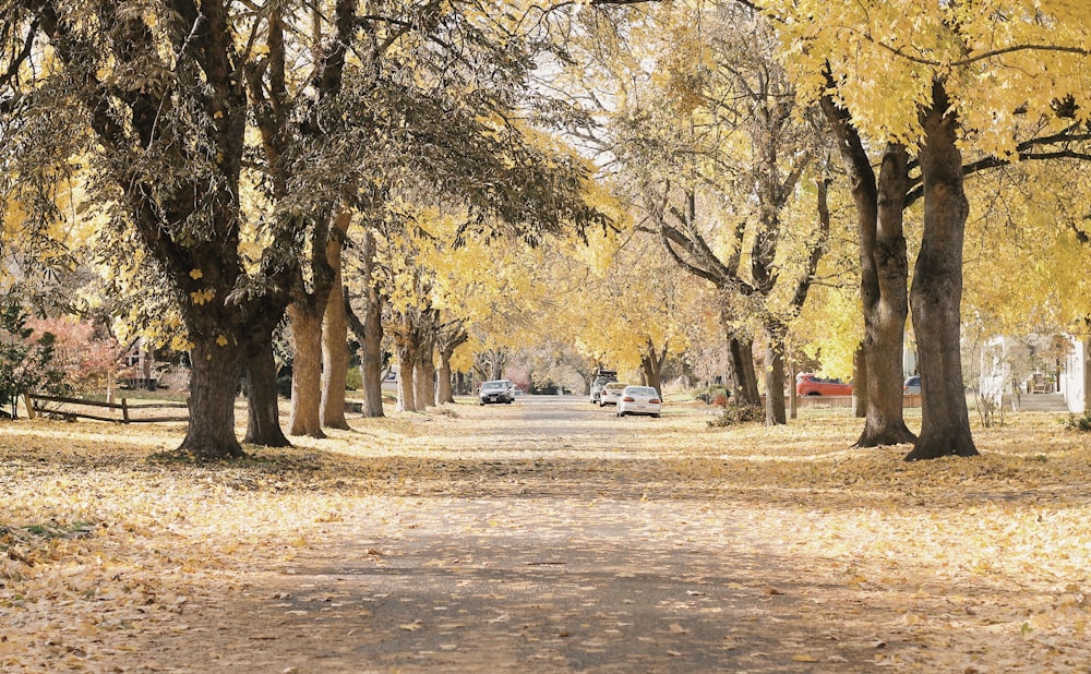 vehicles in park