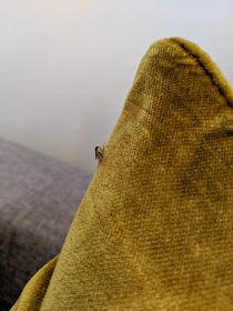 Close-up of a technician inspecting a mattress for bed bugs in a cozy bedroom.