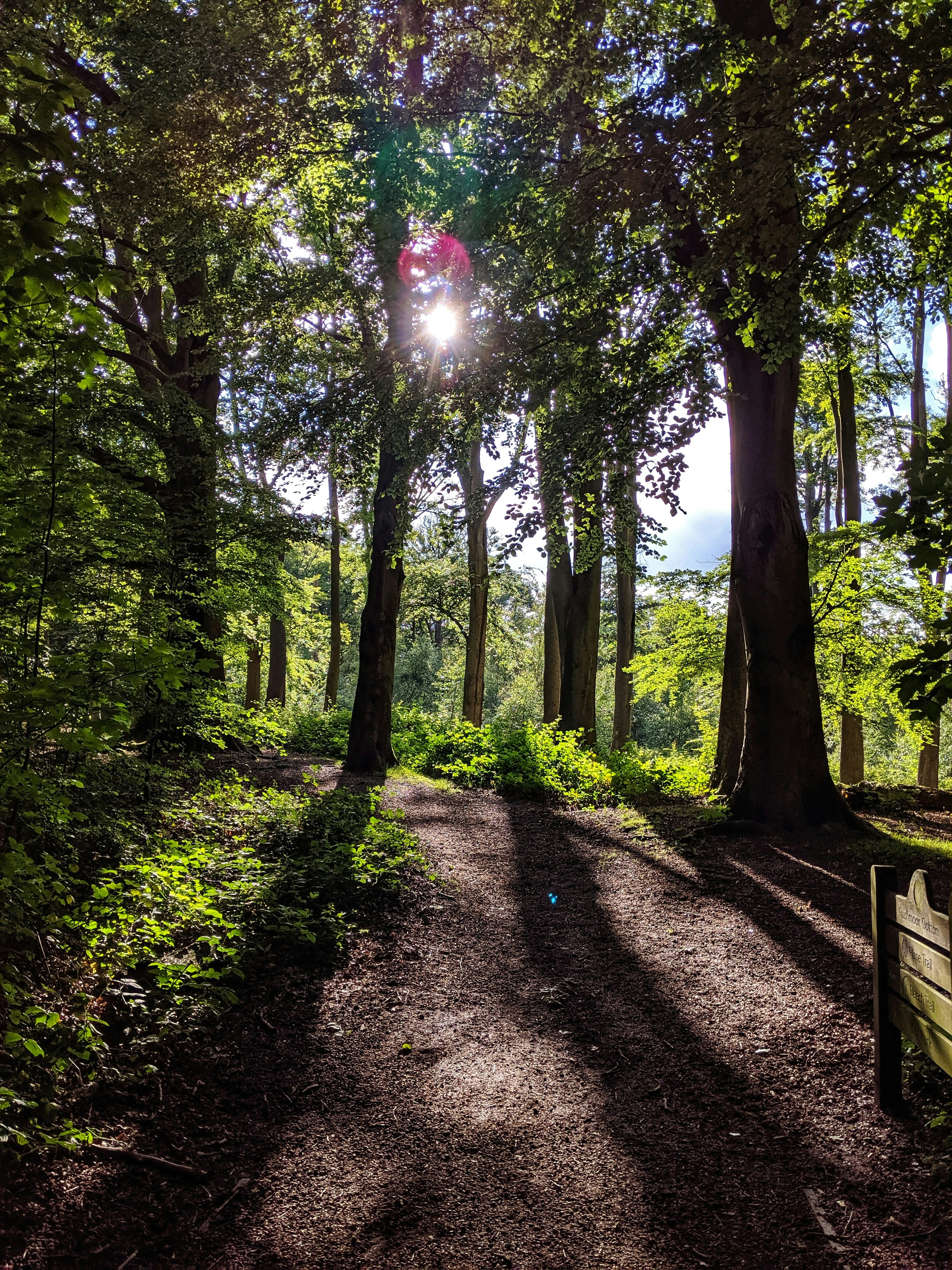 pathway between trees during daytime