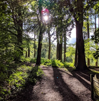 pathway between trees during daytime