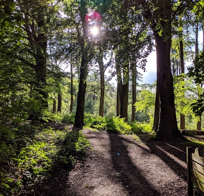 pathway between trees during daytime