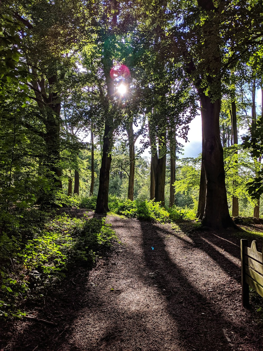 Percorso tra gli alberi durante il giorno