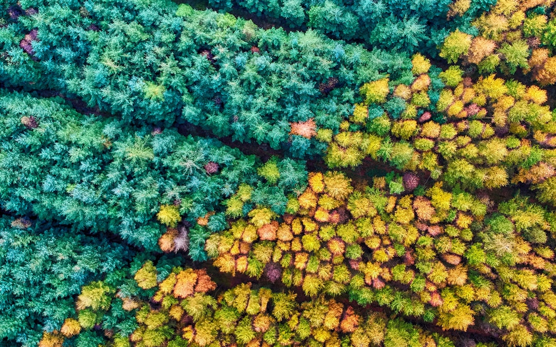 aerial photography of forest with trees, Autumn Assault 🍂<p></figure>The Amber Army begin their annual assault on the the Green Garrison, as the Battle of the Tree Seasons rages.</p><p>Mamhead Forest, Devon, UK