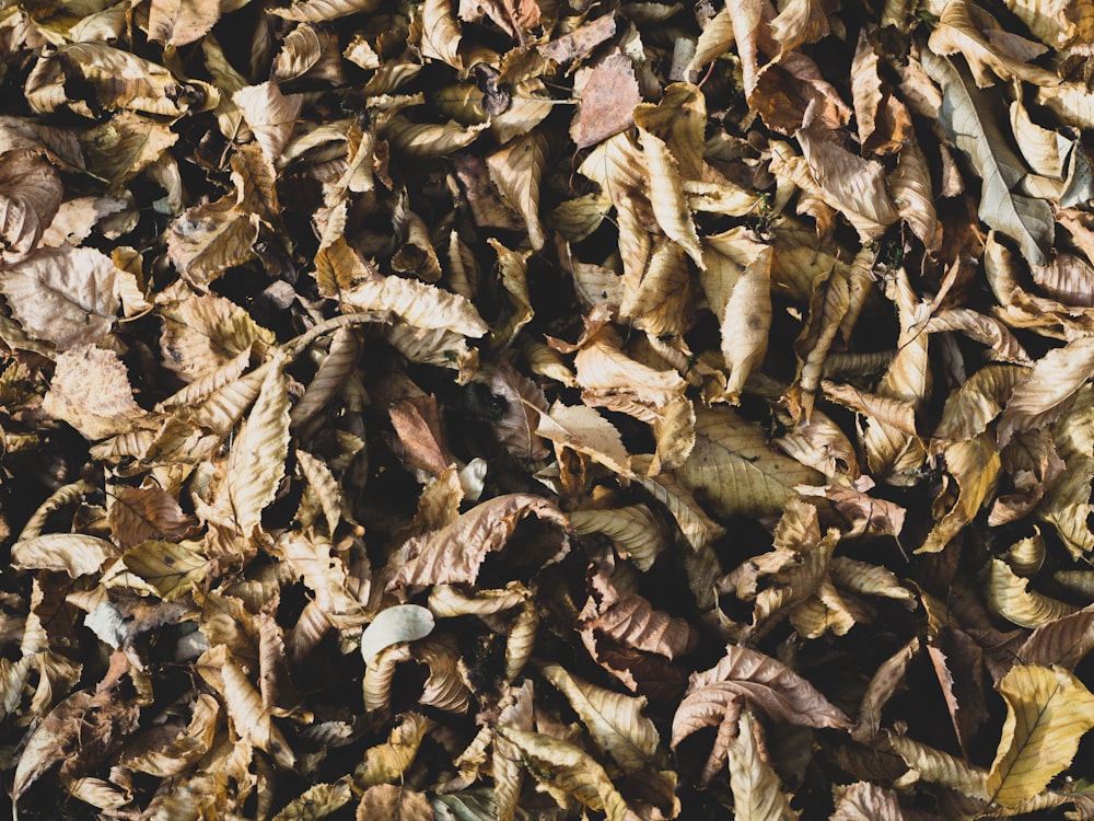 brown leaves