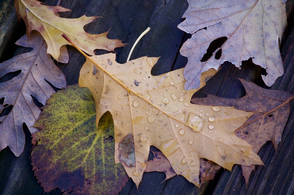 closeup photo of several dried leaves