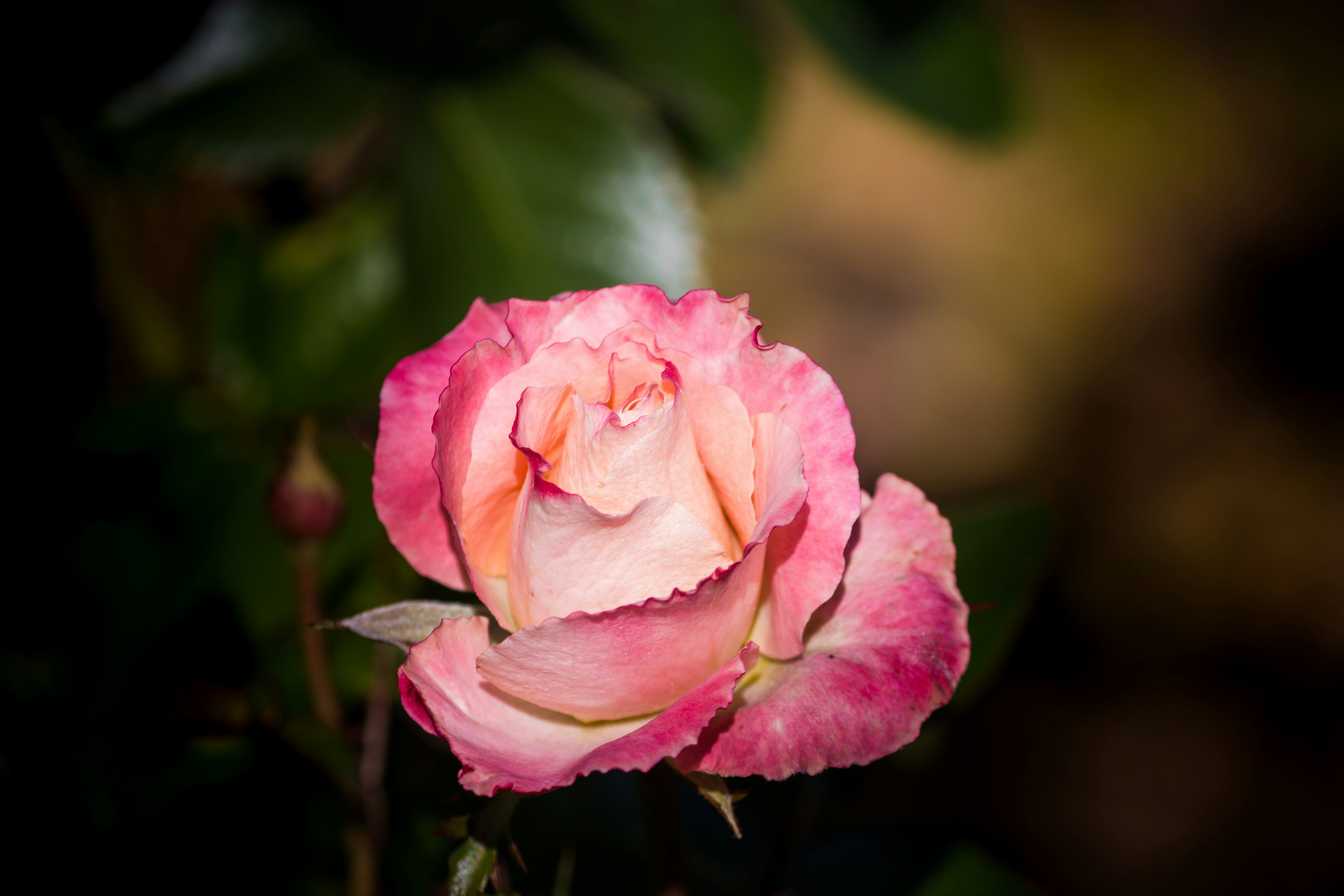 Pink and orange rose beginning to open