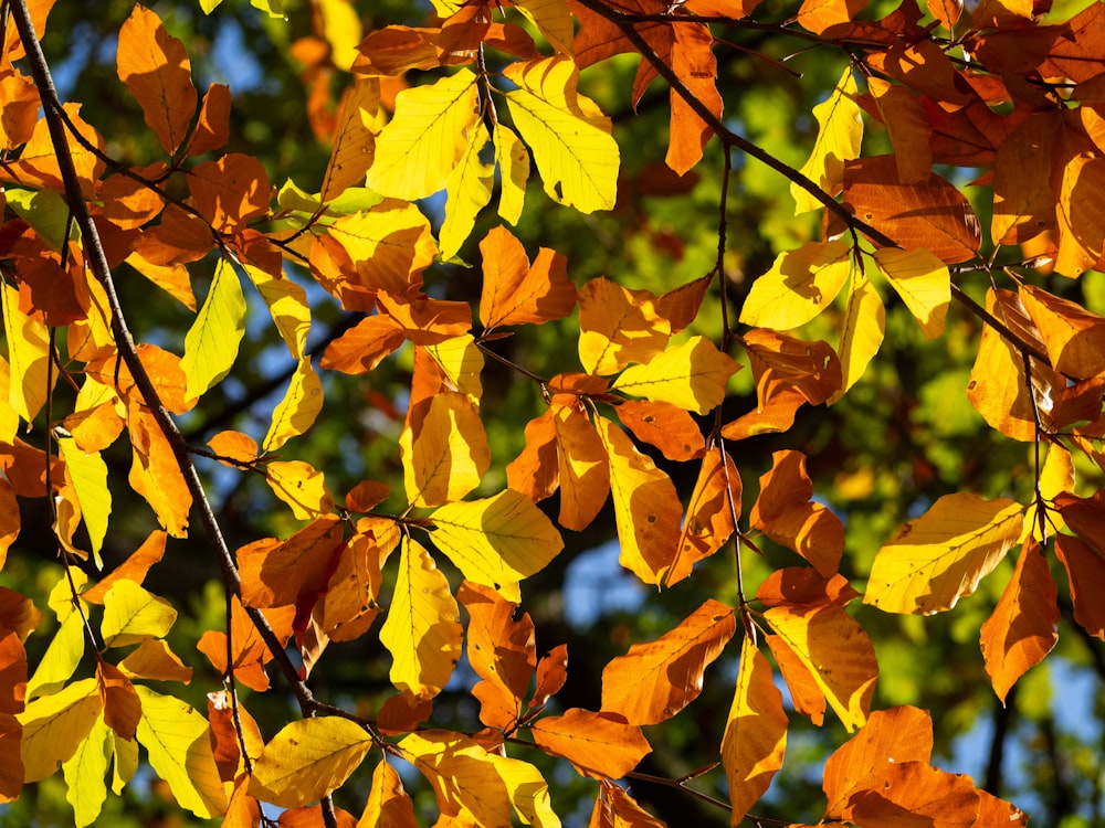 yellow and orange tree