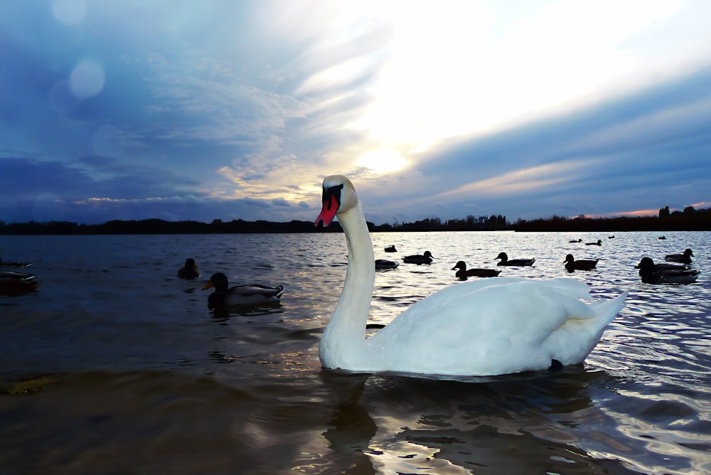 white and black swans on body of water under blue and white sky