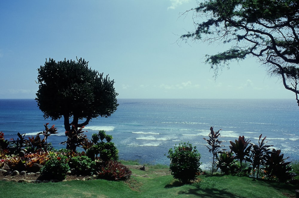 trees near body of water during daytime