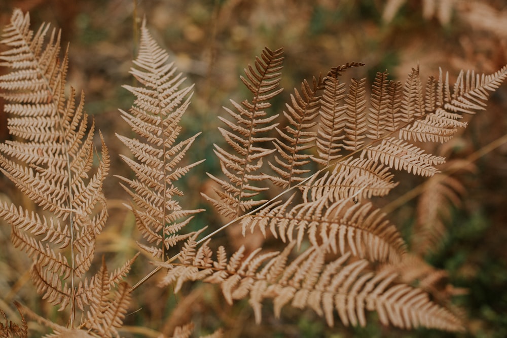 a close up of a plant with lots of leaves