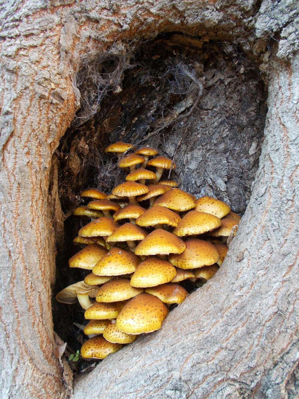 brown mushrooms