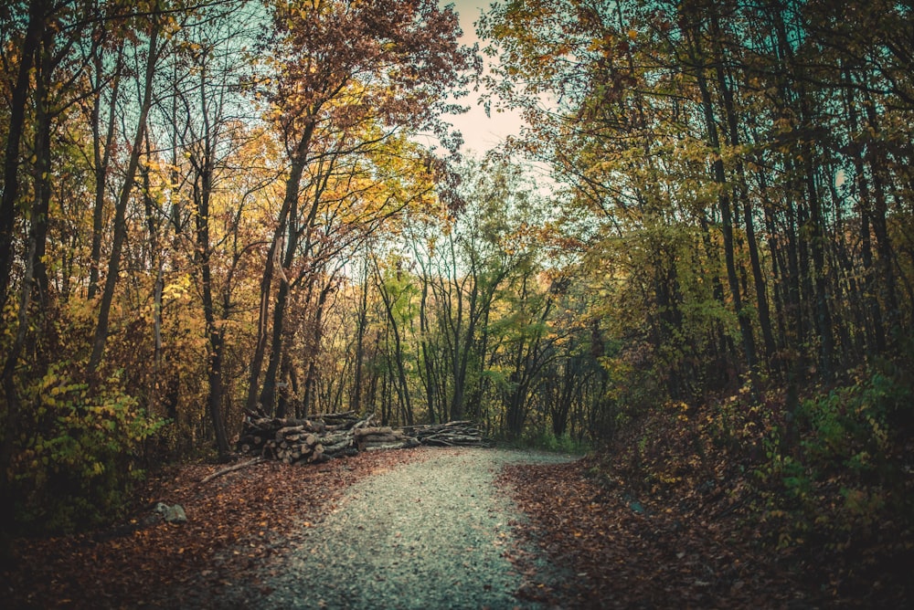 winding road between trees in the forest