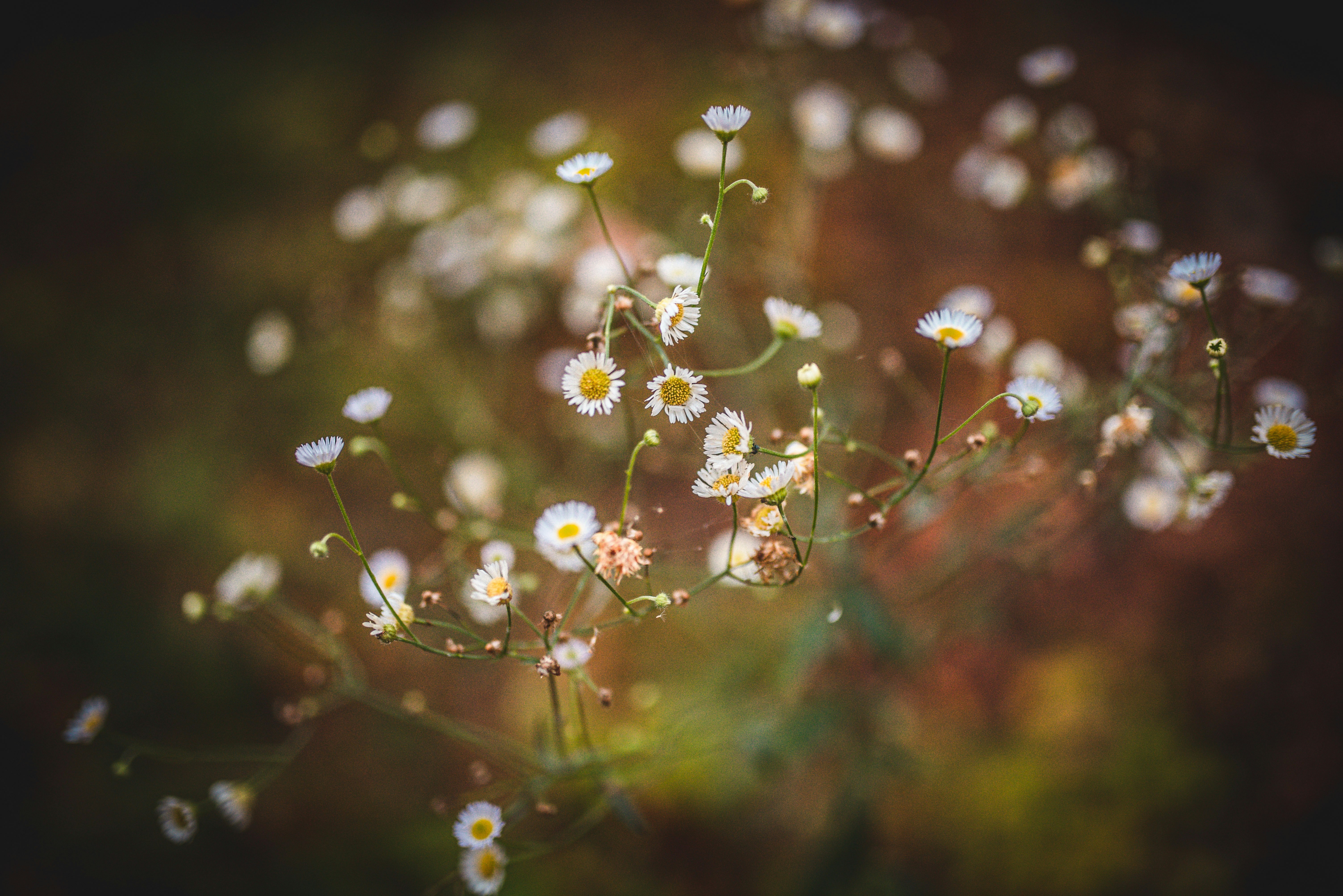 white-petaled flowers