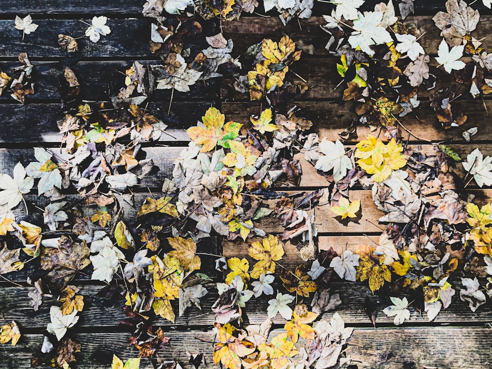 white and yellow leaves on brown wooden surface