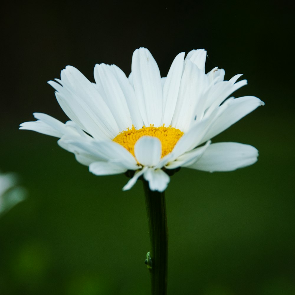 close up photography of white daisy flower