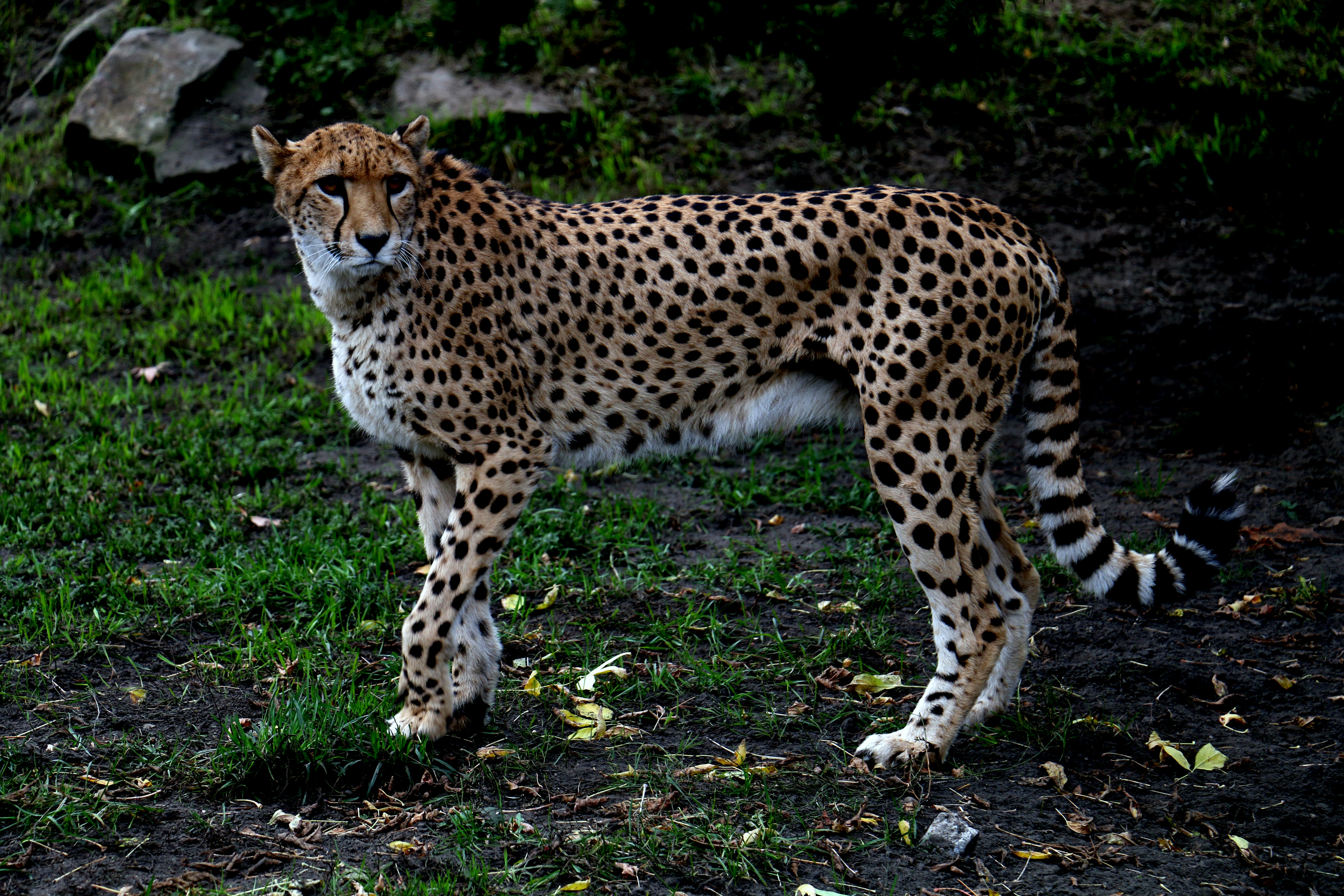 Symbol of National Pride (image credits: unsplash)