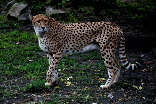 adult cheetah in City Zoological Garden in Warsaw Poland