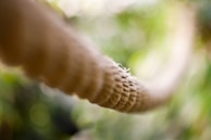 A thick, textured rope stretches diagonally across the image, with a blurred green background indicating foliage and natural surroundings. The focus is on the detailed fibers of the rope, which appear intricate and robust.