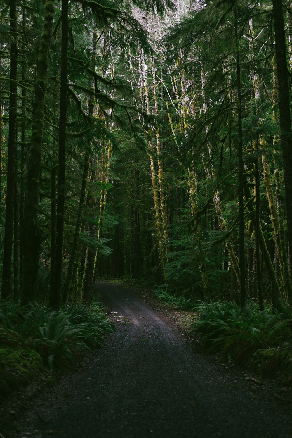 pathway between green trees