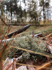 Close-up of moss and sandalwood textures blending in a forest setting.
