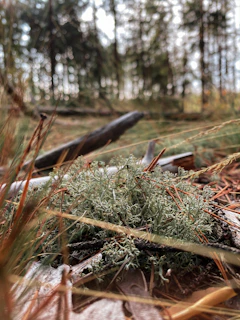 Close-up of moss and pine needles on the forest floor, capturing the essence of Dzūkija’s nature