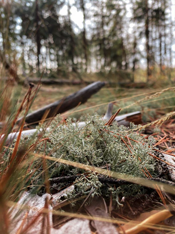 Close-up of moss and sandalwood textures blending in a forest setting.