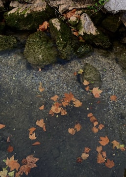 Golden autumn leaves floating on the river surface near a quiet fishing spot.