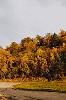 A winding mountain trail bathed in golden sunlight during autumn.