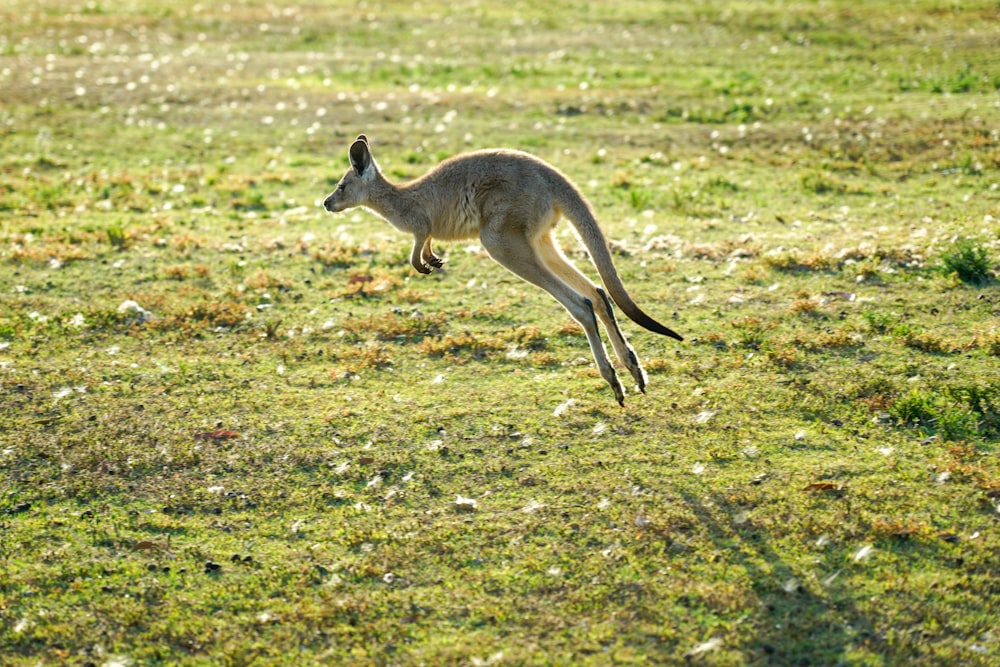 kangaroo jumping during daytime