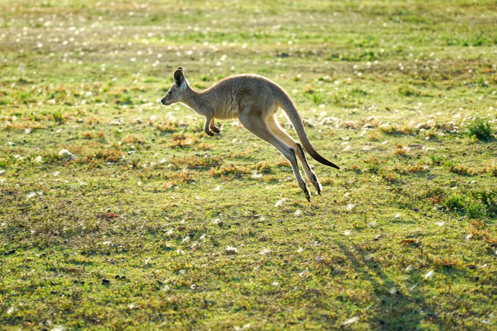 Salto canguro durante el día