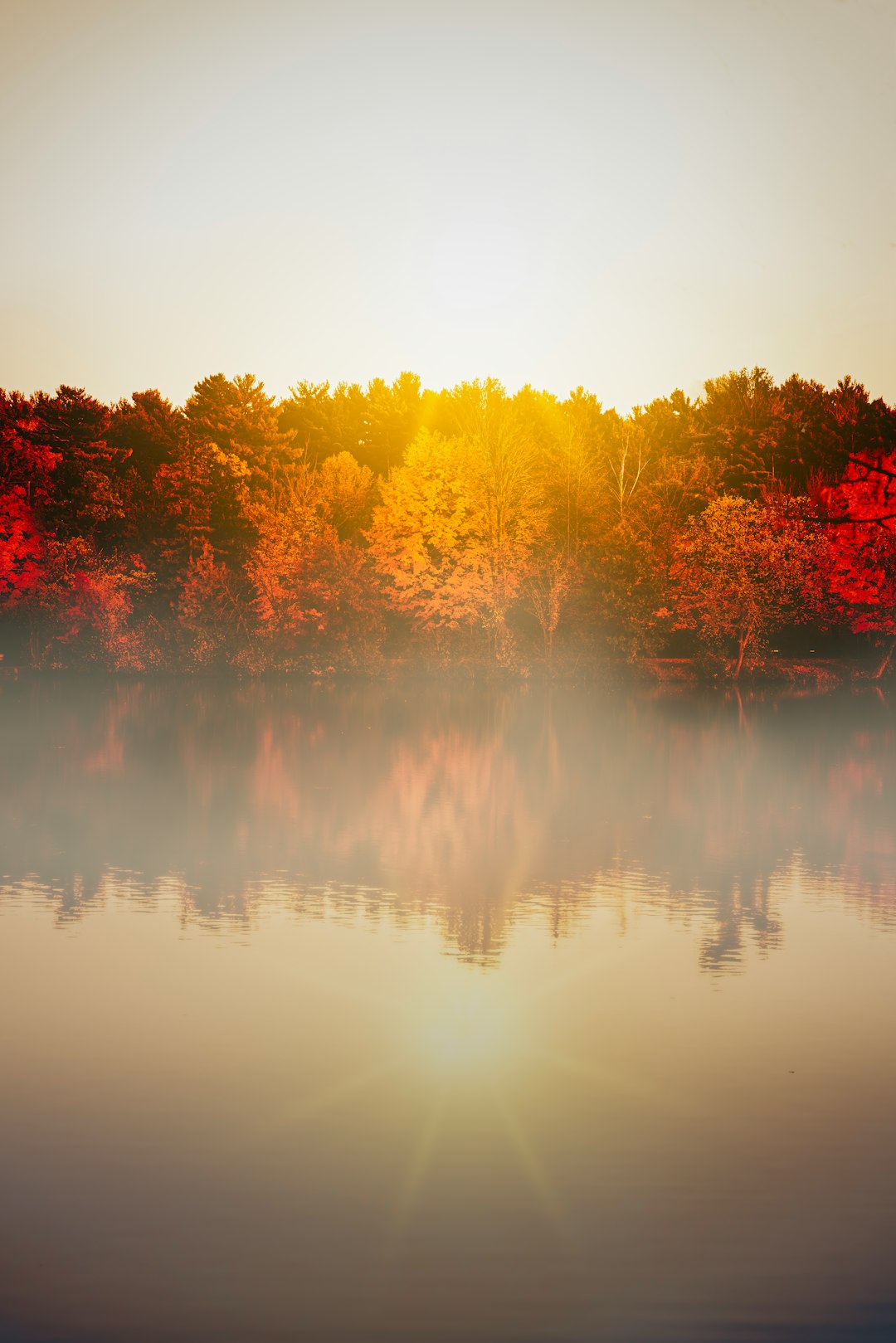 trees beside body of water during day