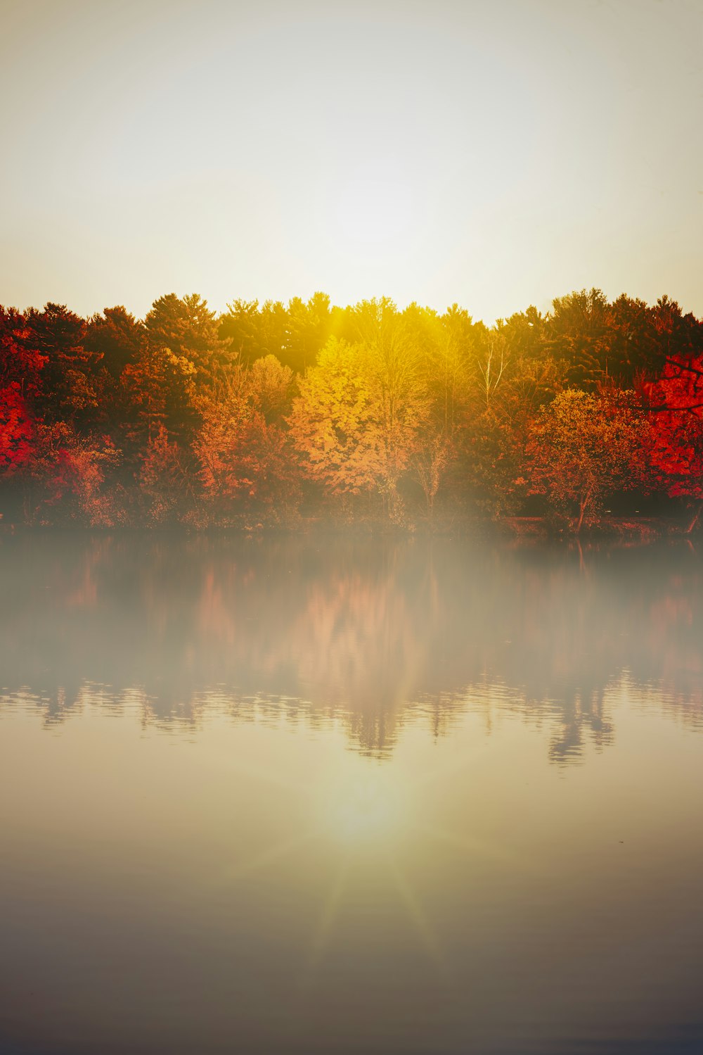 alberi accanto allo specchio d'acqua durante il giorno