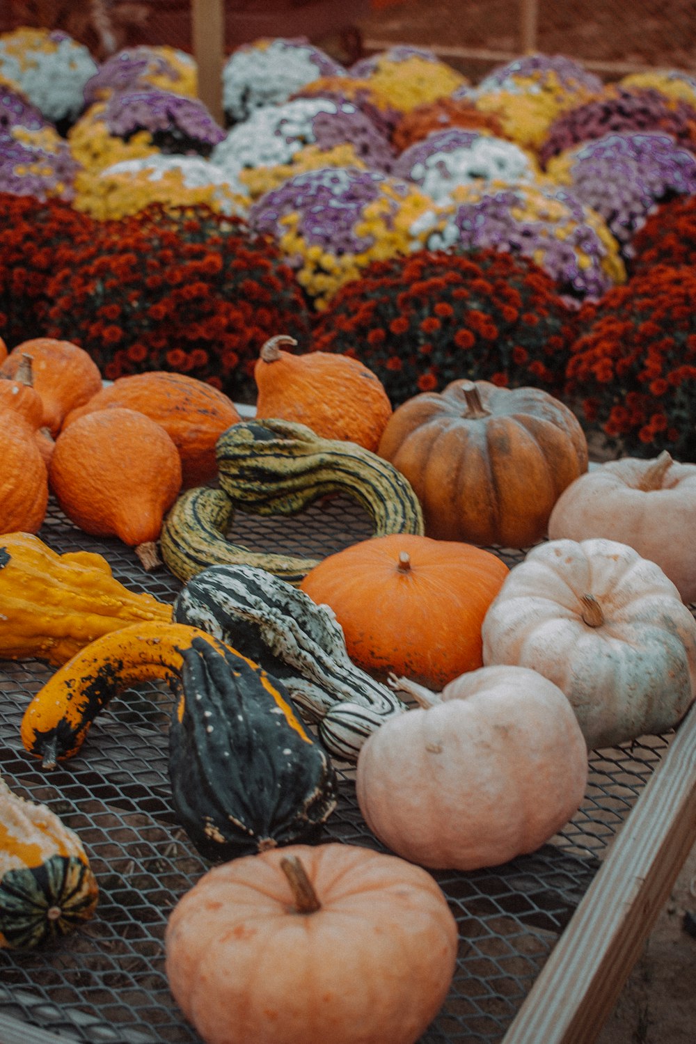 pumpkins and squash on table