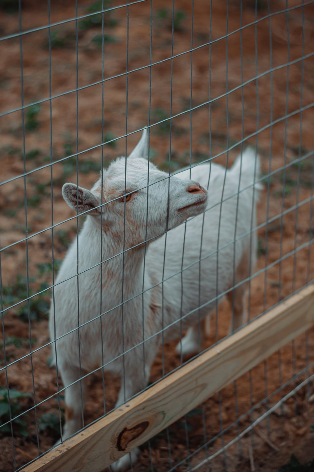 white goat near fence