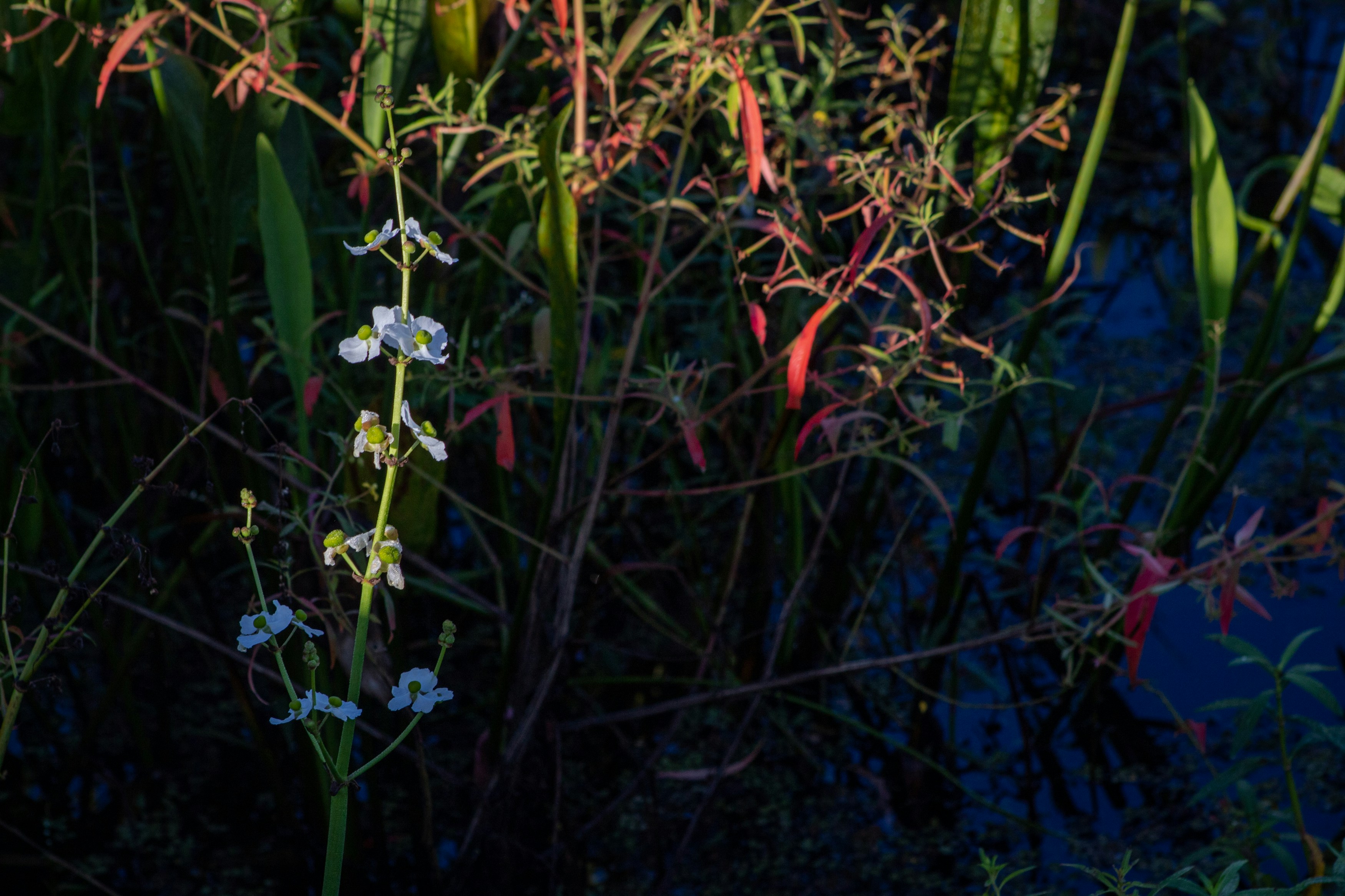 a close up of a flower near a body of water