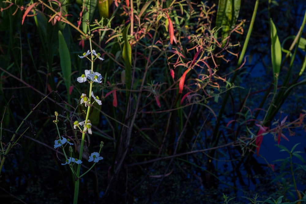 un primo piano di un fiore vicino a uno specchio d'acqua