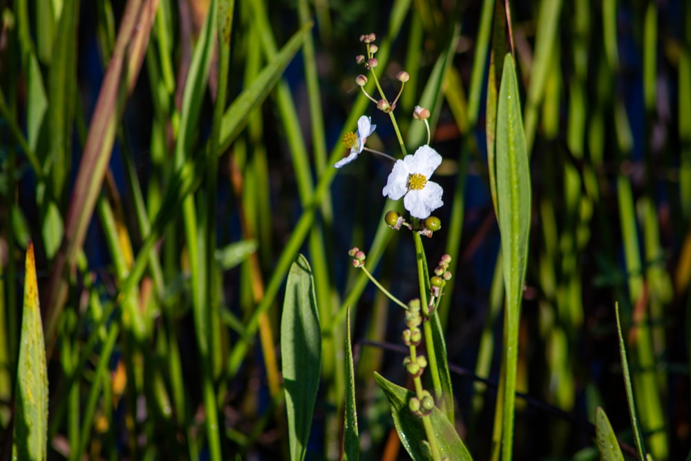 fiore selvatico dai petali bianchi