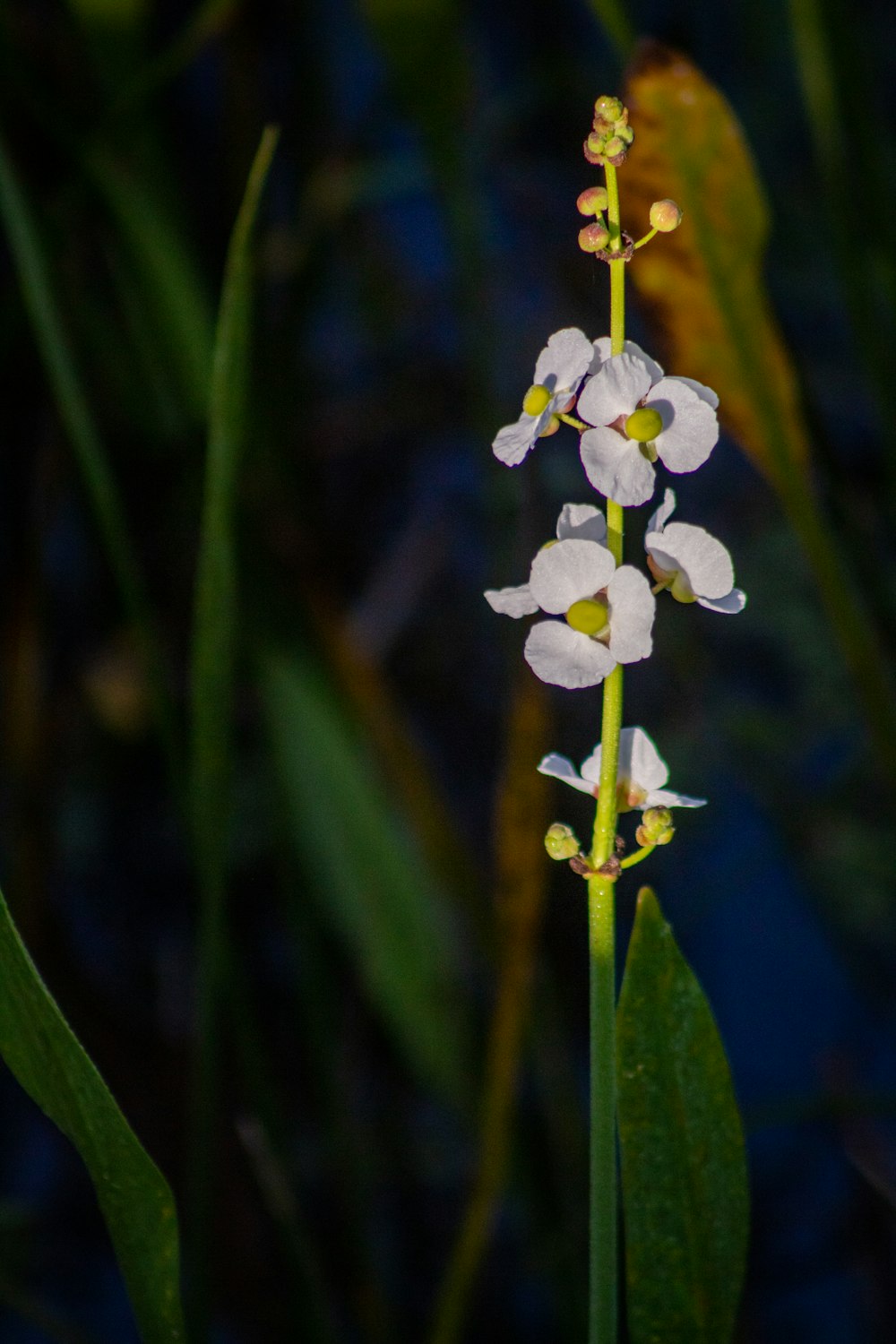 white-petaled flowers during daytime