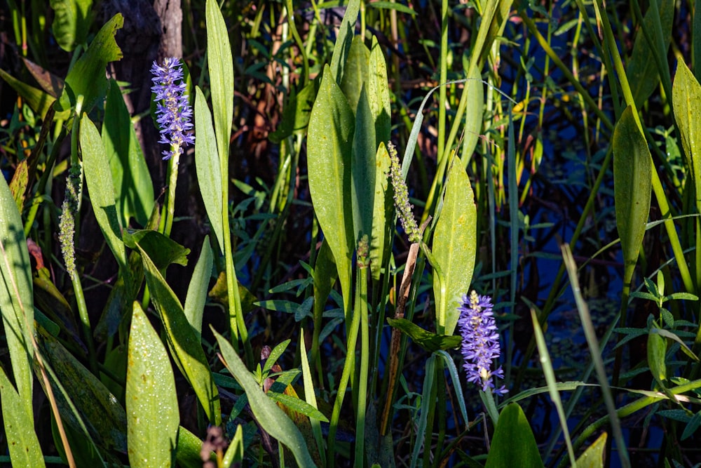 a close up of a bunch of flowers in a field