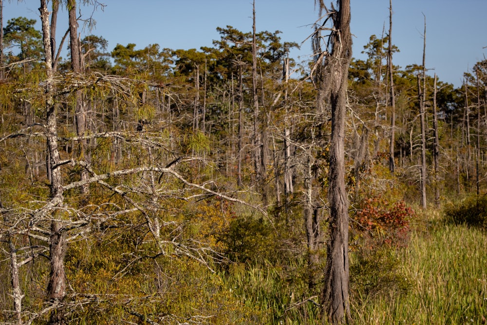 Una foresta piena di molti alberi ad alto fusto